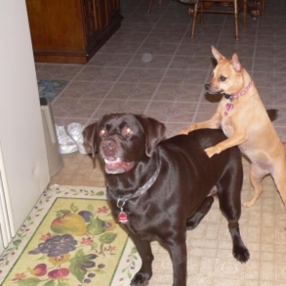 In Memory of Cocoa & Kayla