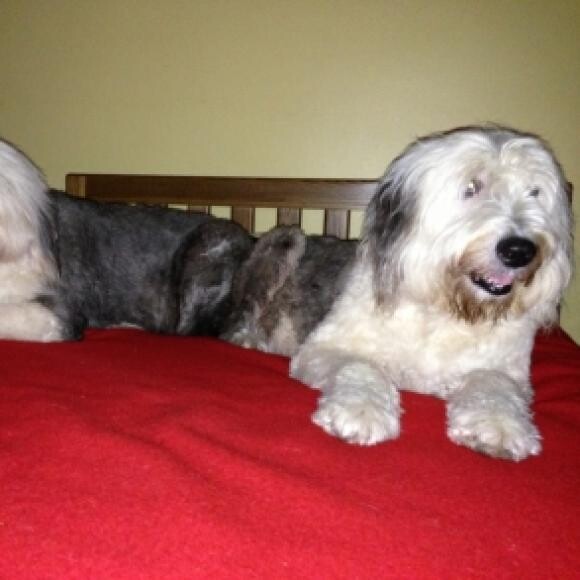 Mopsey and Rufus warming my bed for me.