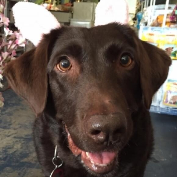 I am ready for my Cadbury Bunny Try-outs!!