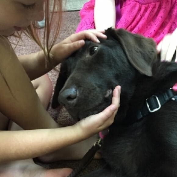 Busy Working as a Therapy Dog