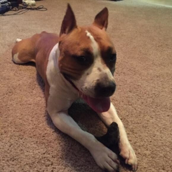 Norma Jean, our one year old amstaff show puppy.