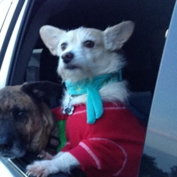 Zoe loves her car rides!