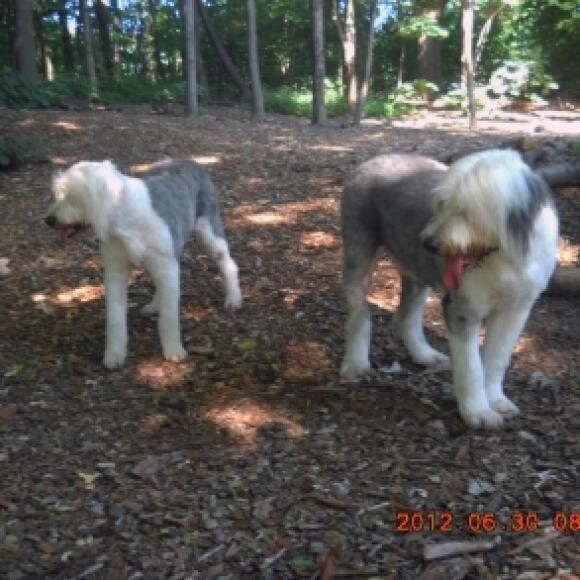 My beauties, Mopsey and Rufus.