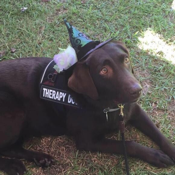Dixie working her Therapy Dog Magic