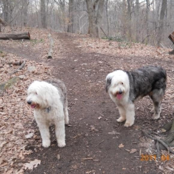 Mop & Ruf in park, autumn.