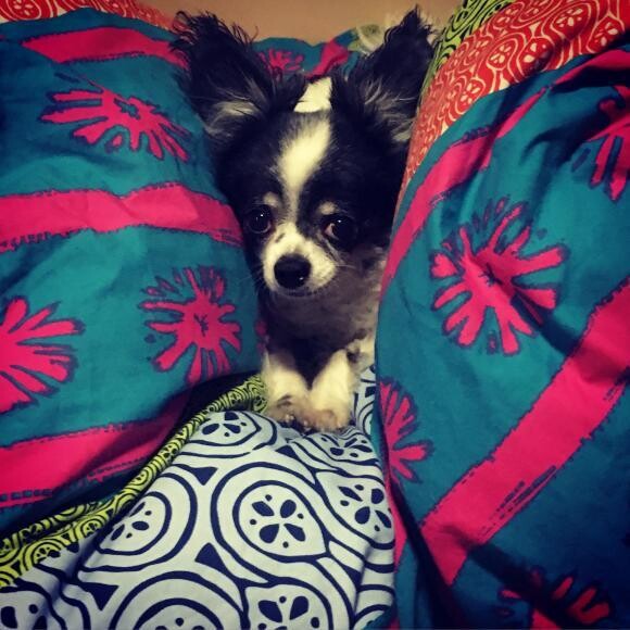Taylor's blanket nest