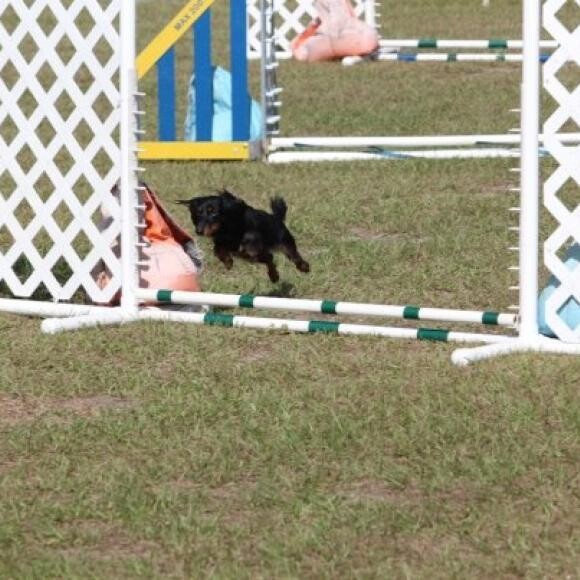 Tipper is 14.5 years old and she still loves agility!