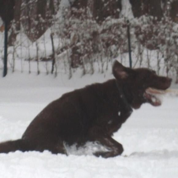 Tango's Chunk Teke RAE2, CDX, BN, GN almost 13.