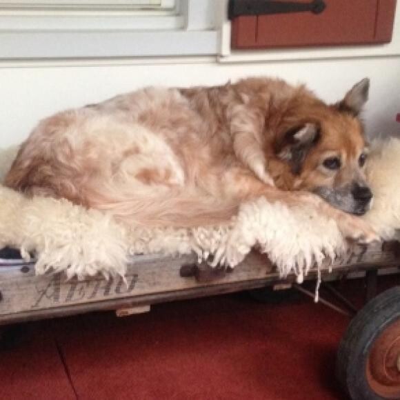 Girlfriend, adopted at 15 years old.