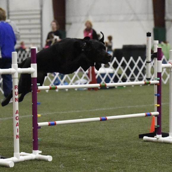Sailor at his first agility trial