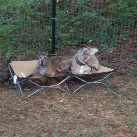 Whippets, Aoife & Tanzy in their golden years.