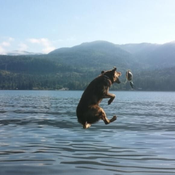 Dock diving for his duck pal, Tucker the Ducker.