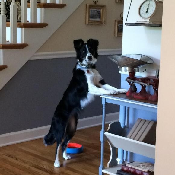 Curious little Border Collie pup, Pippa