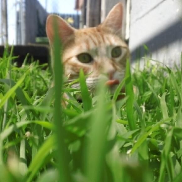 I love grass