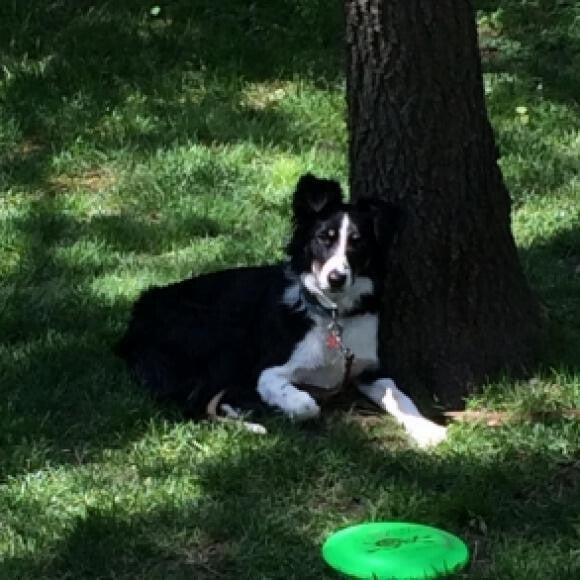 Our beautiful young lady, now 7 months old.