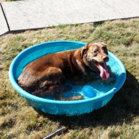 Enjoying a relaxing soak in his puppy pool with his spiky blue toy, Harriet.