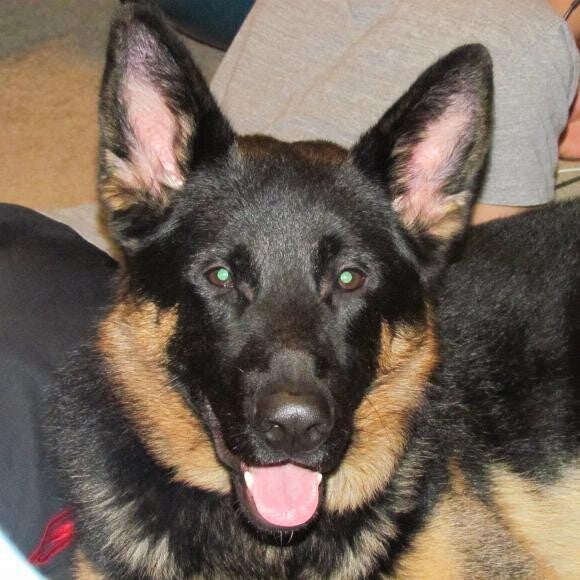 This is Borys he is a happy go lucky dog and we love him.