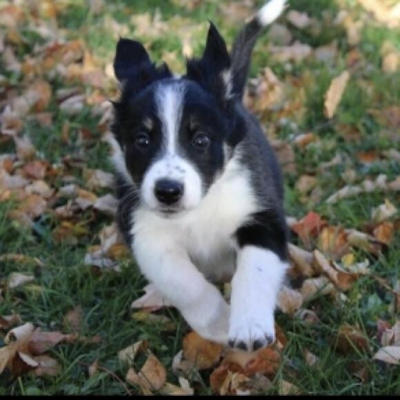 Our little peanut when we got her.