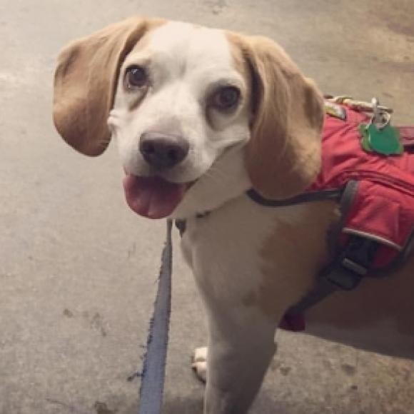 Ready to find it at nosework class.