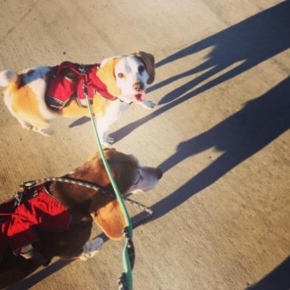 On one of our daily walks with her buddy, Cooper