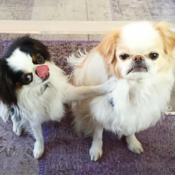 Clicker training