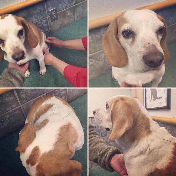 Bea getting her acupuncture for pain management, http://bit.ly/1QowL3R