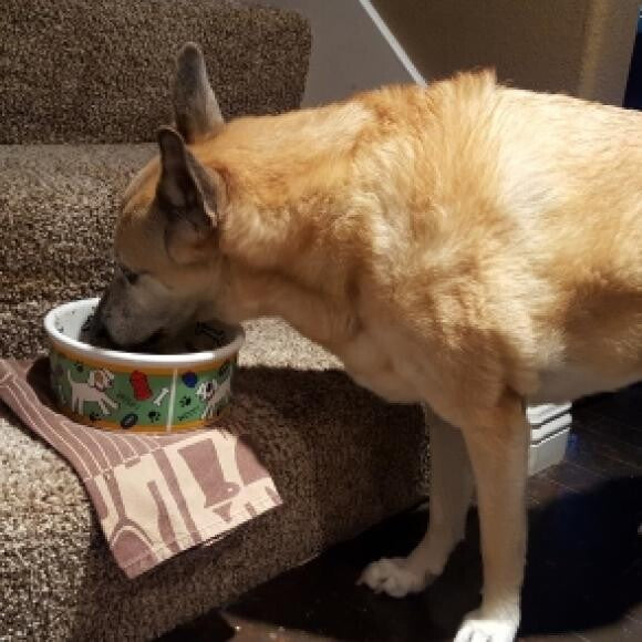 Cleo LOVES the grain-free Fish recipe