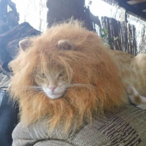 Lion around