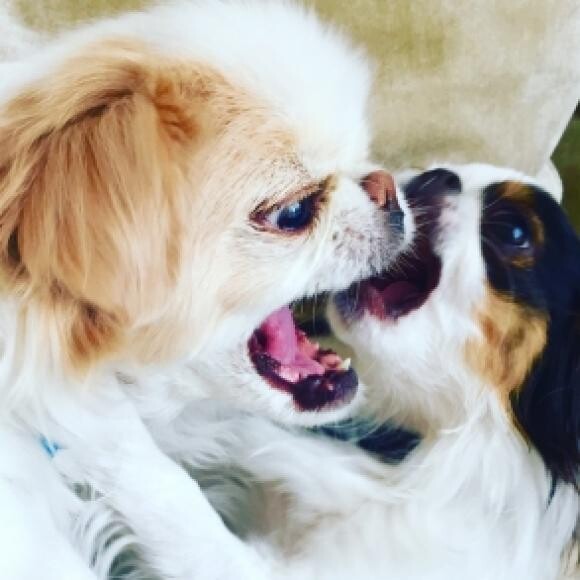 Love Bites