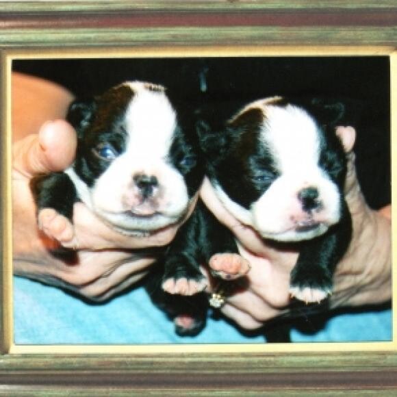 PaddyWhack KnickKnack n 11 days old when we picked out our puppies. n