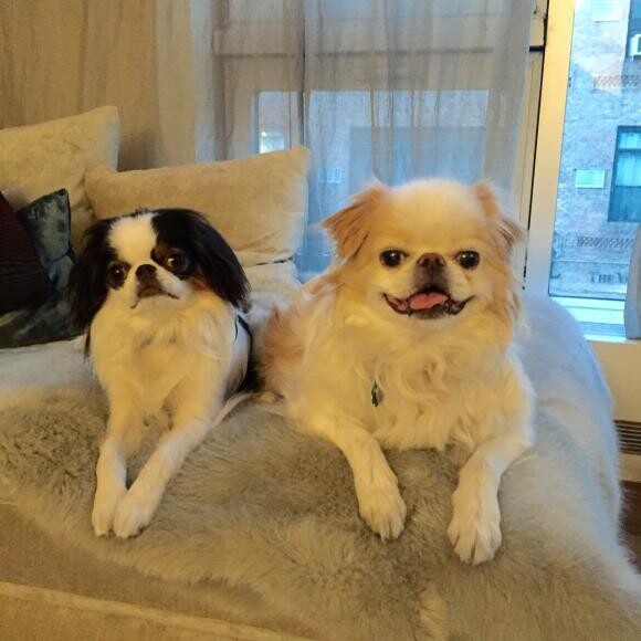 Charlie and Mika- the tail of two Chins