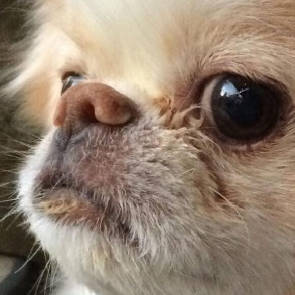 Charlie the Chin