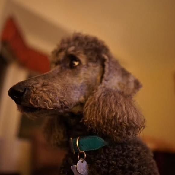 Bebe!