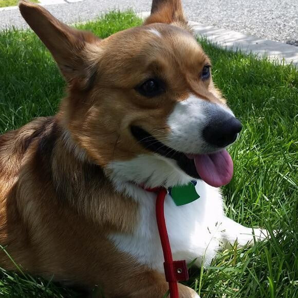 Enjoying the nice cool grass on a beautiful day in Colorado!