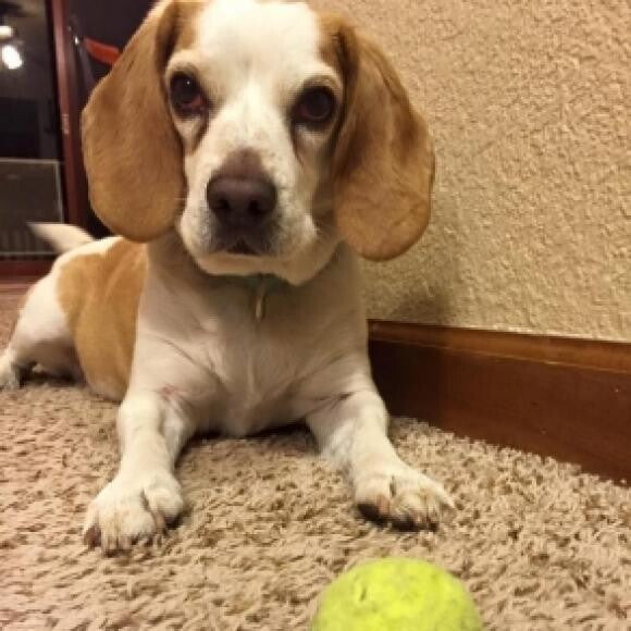 Beatrix loves to play ball!