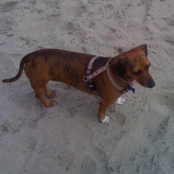 Fifi enjoying the beach