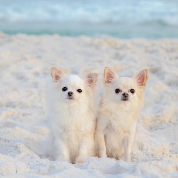 Pixie and Peanut