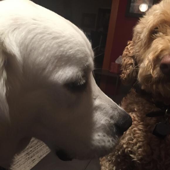Simba and Rosie