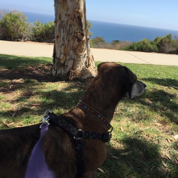 Fifi visiting her favorite park