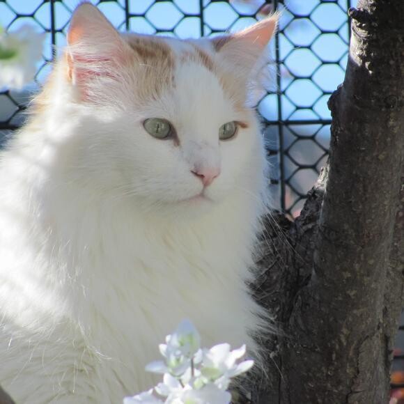 Nemo, one of four cats in my home, hangs out in the tree in the catio.