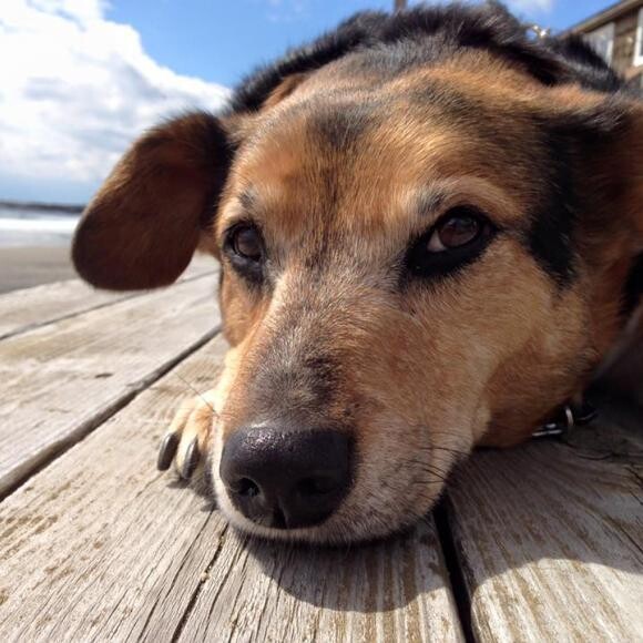 Mr. Worm enjoying his king's of the beach bench at Fortunes Rocks Beach, ME.