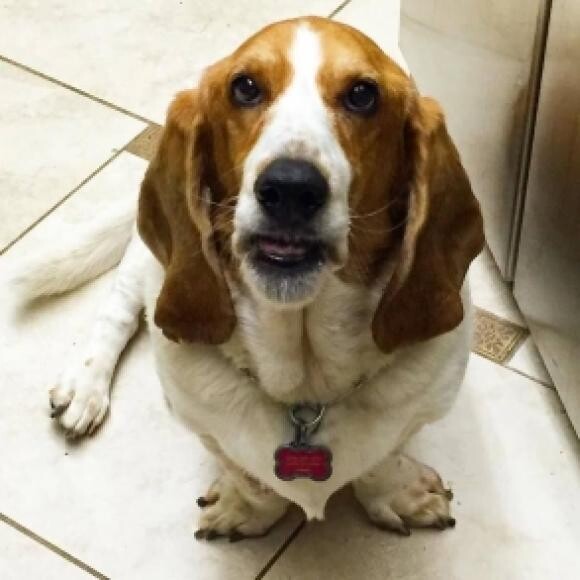 Maddy the day before her surgery- you can see the huge mass on her lower jaw.