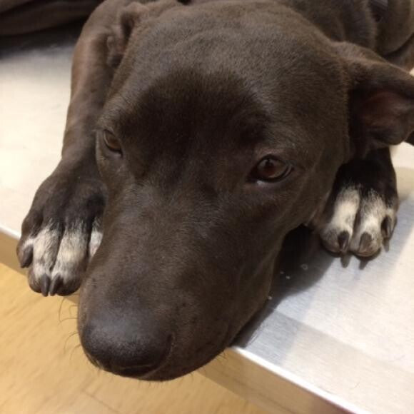 Vanna, 5 month old foster puppy.