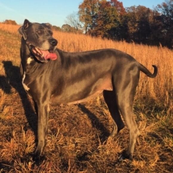 The shine on this coat is remarkable! This is a 5 year old Blue Dane.