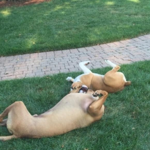 Mac is a beagle boxer mix and loves to play with his buddy Gus, an HK fan, too!