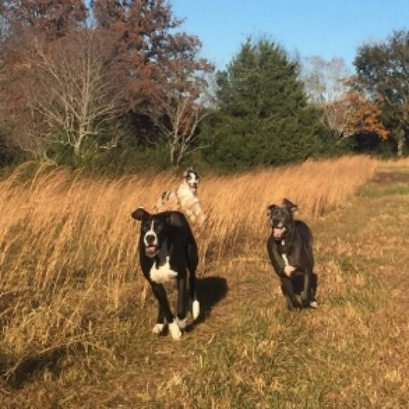 This shows their energy level! They are so much happier all around.
