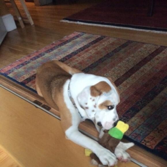 Mac cuddling his duck