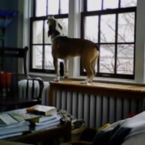 When he is lonely and anxious, he unleashes his beagle howl.