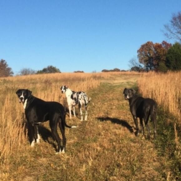 Great body condition/weight on all Danes.