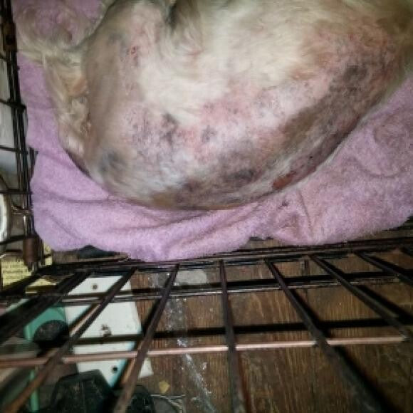This is two weeks after Honest Kitchen was started - no oozing skin FINALLY